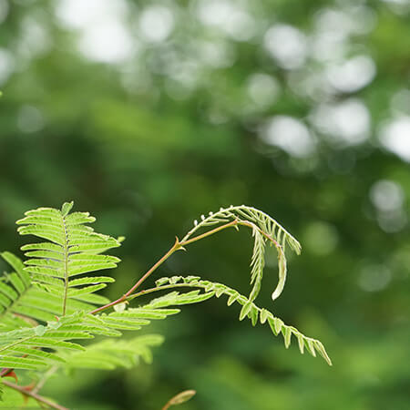 Khadira / Cutch Tree: Acacia Catechu Medicinal Uses & Health Benefits